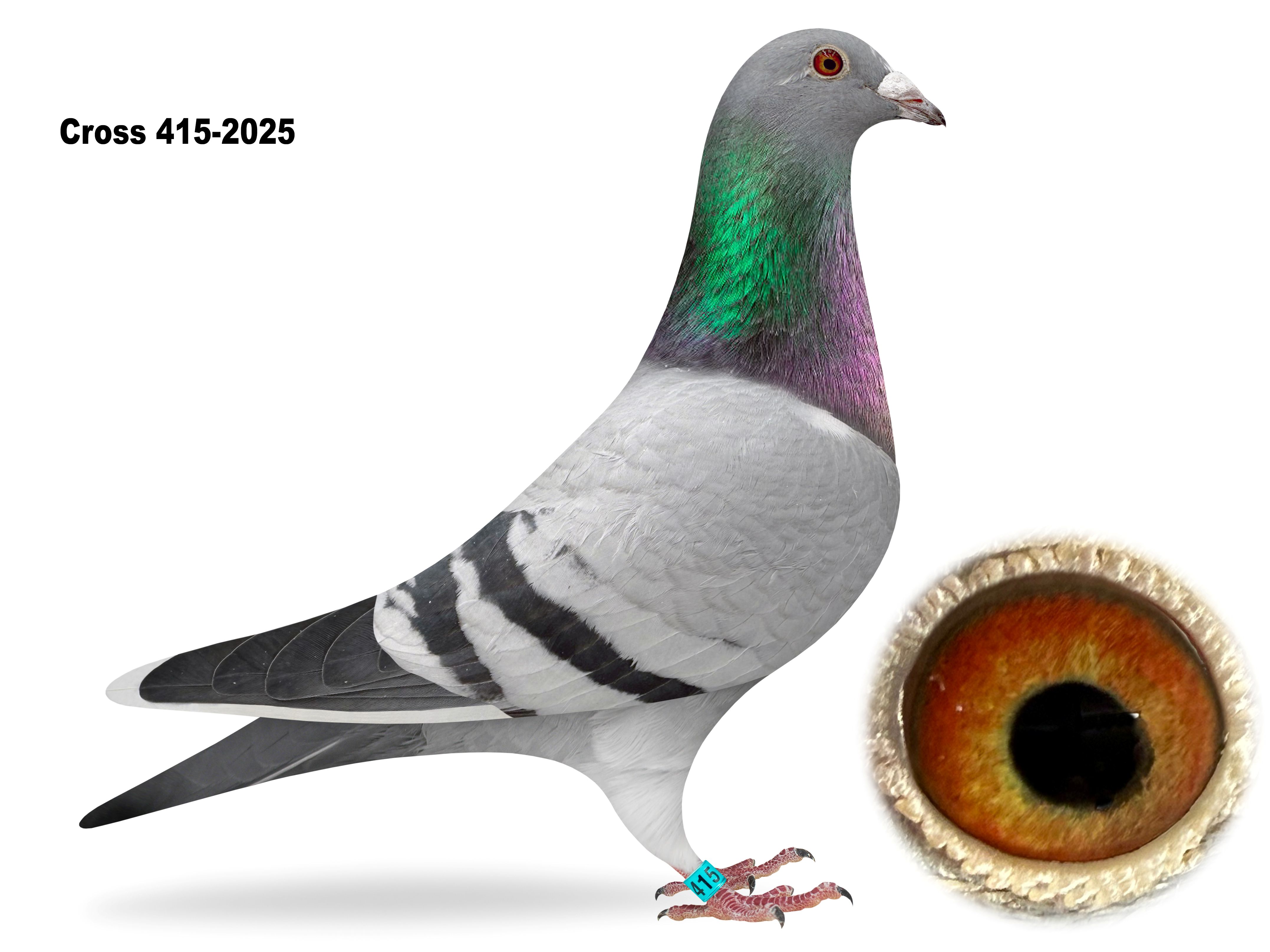 CROSS 415-2025