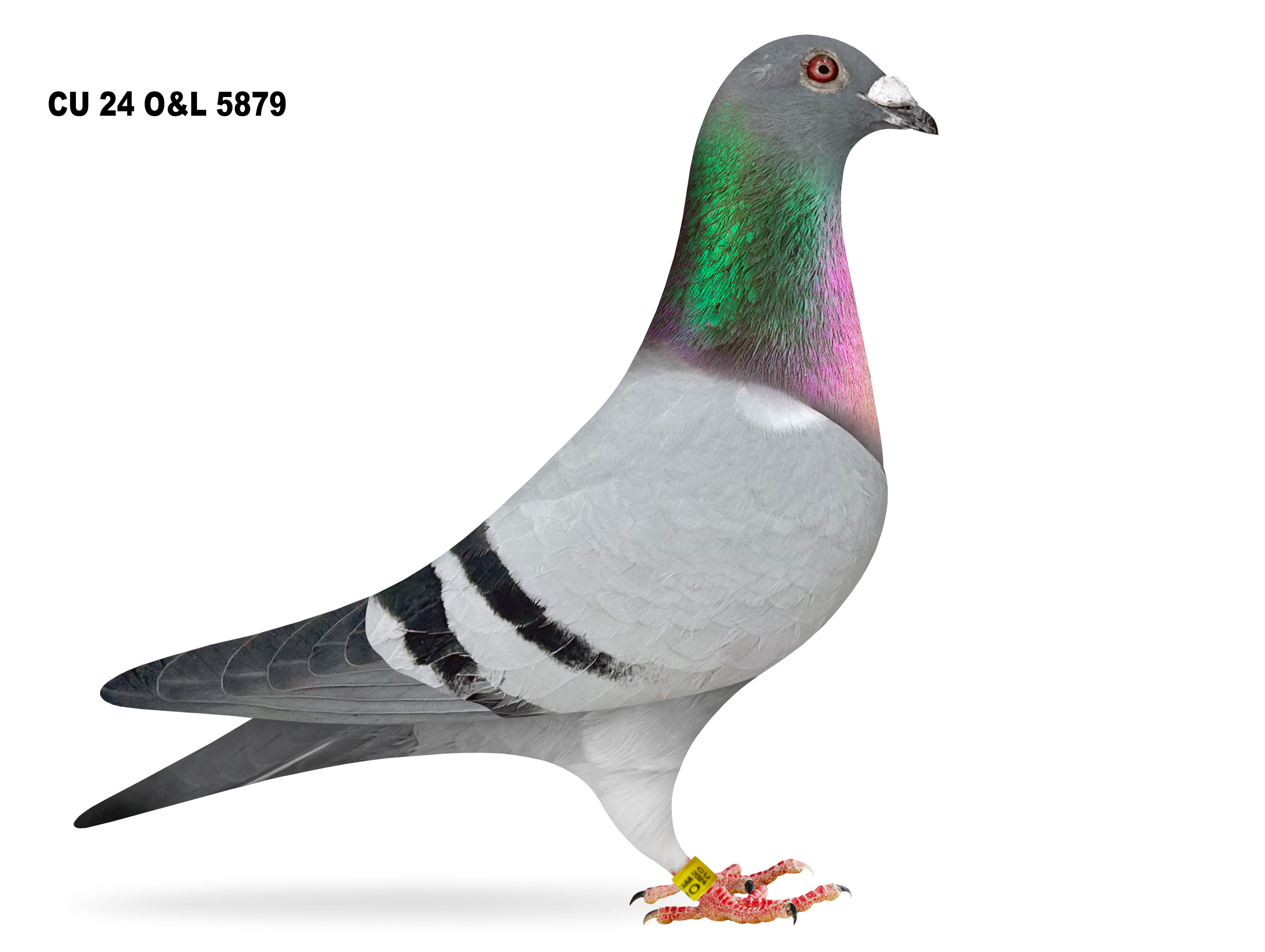 Lot 9 – CU 24 O&L 5879 BB Cock