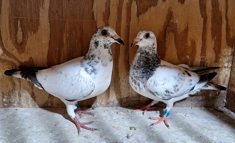 2026 nestmates AU ARPU 248583 / 248595 Inbred to the legendary "PITBULL" and Very Best Of EIJERKAMP 