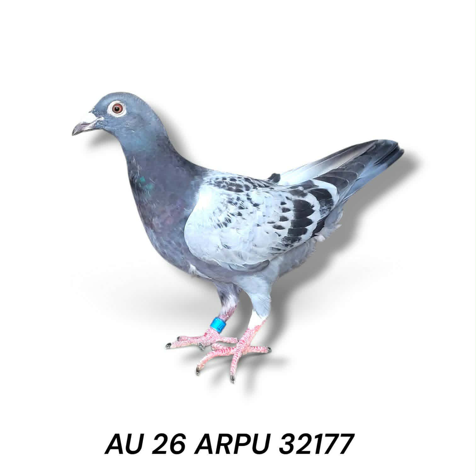AU 26 ARPU 32177 Cock 