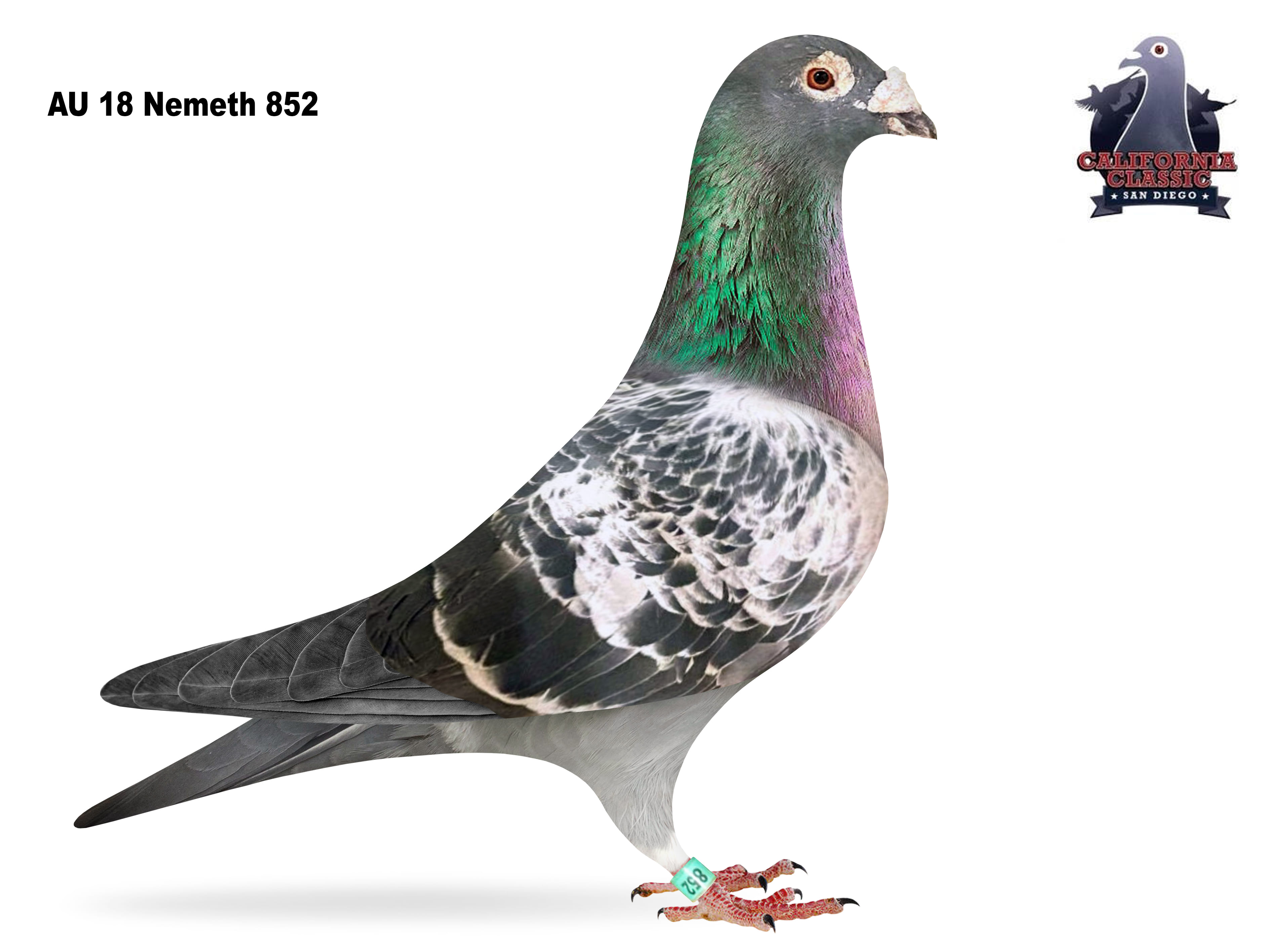 Lot 41. 2018 Nemeth 852 cock