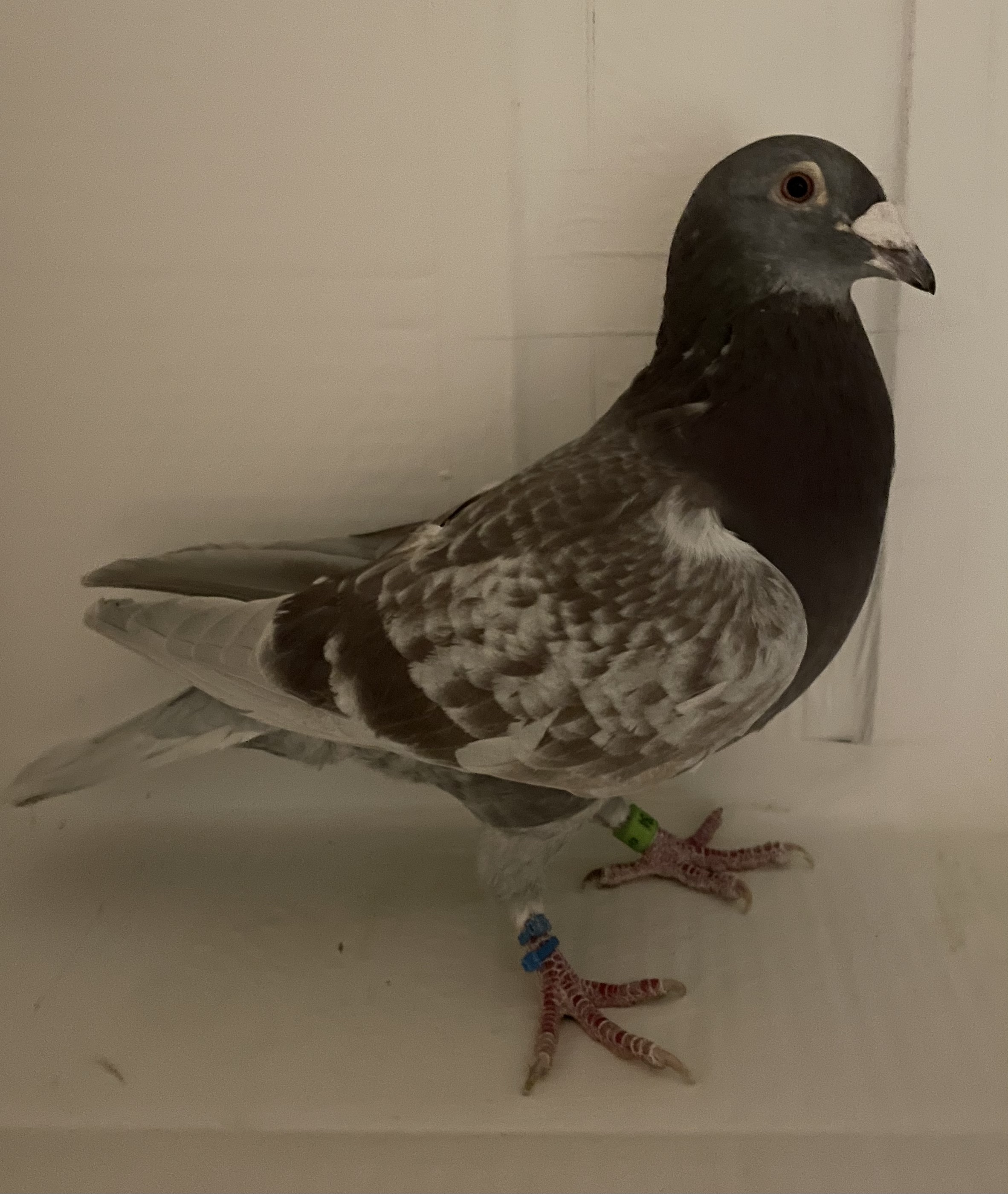 AU 2023 ARPU 83784 RCC