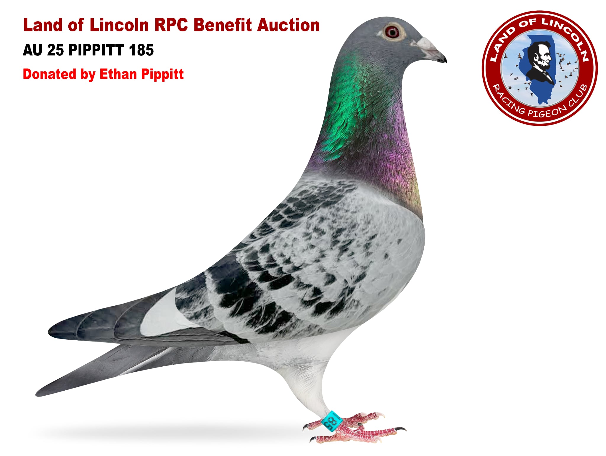 AU 25 PIPPITT 185 BCWF Cock