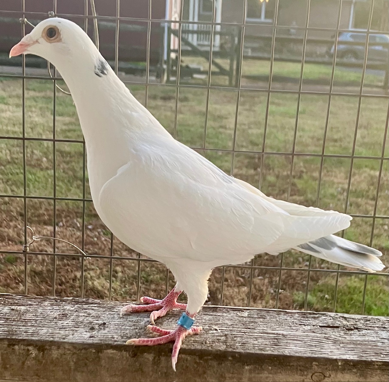 ROZIERS/GEERINCKX/MEUUWKE 12