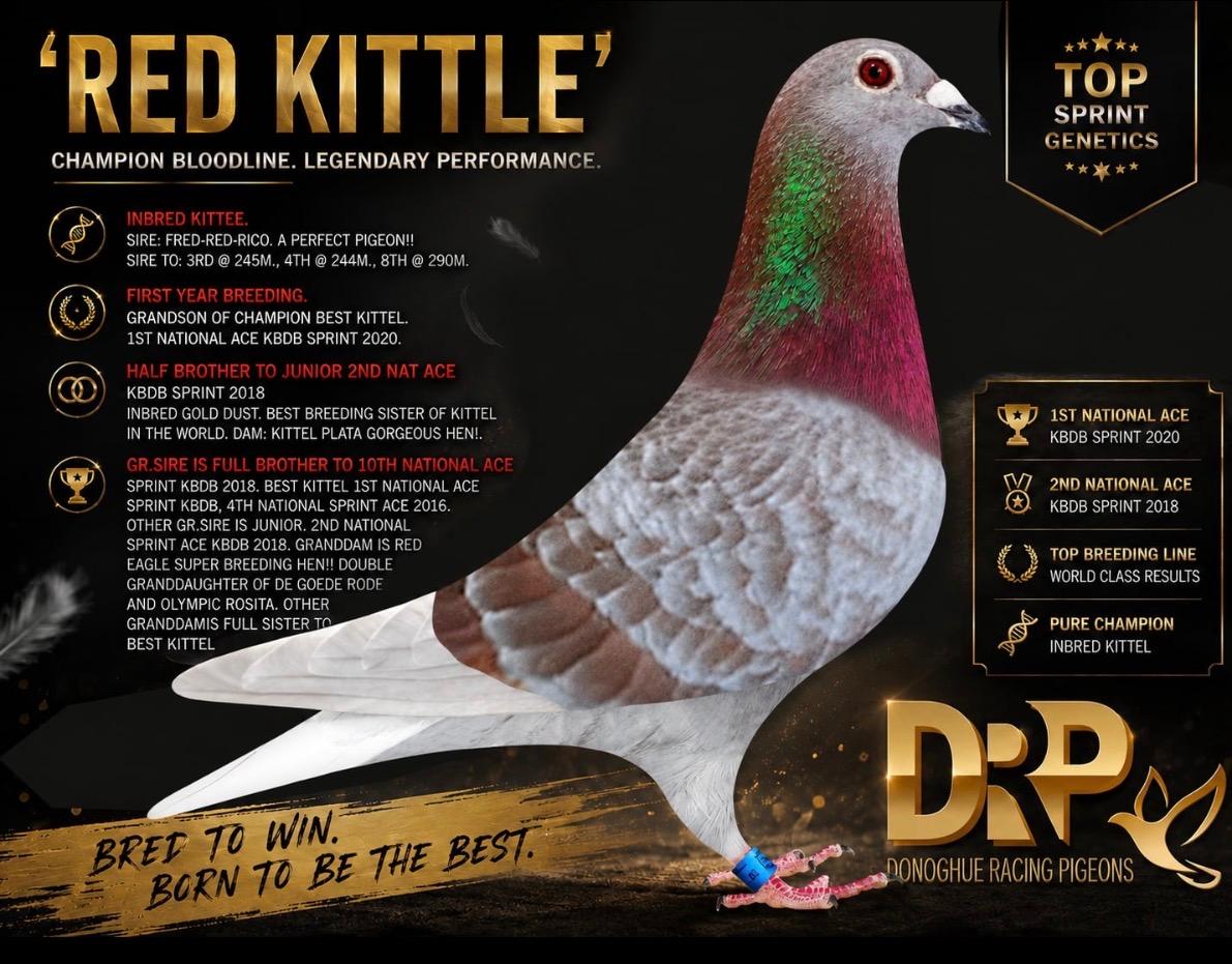 RED KITTLE