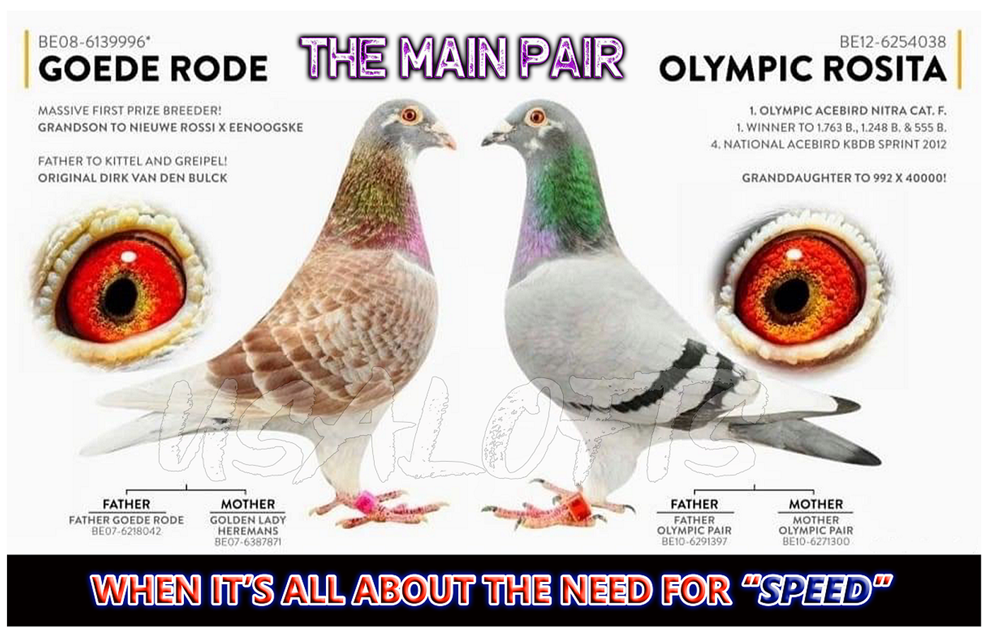 HEN - AU24-135 - GRANDSON & NEW ROSITA