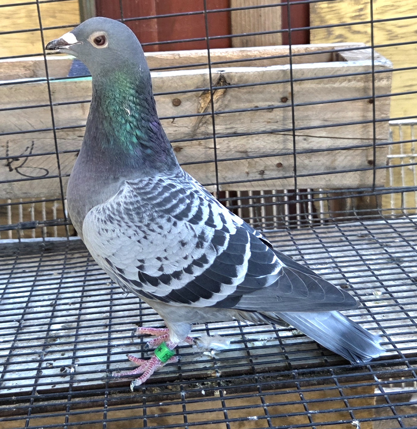 AU 26 Jedds 44854 Hen LSL X LSL