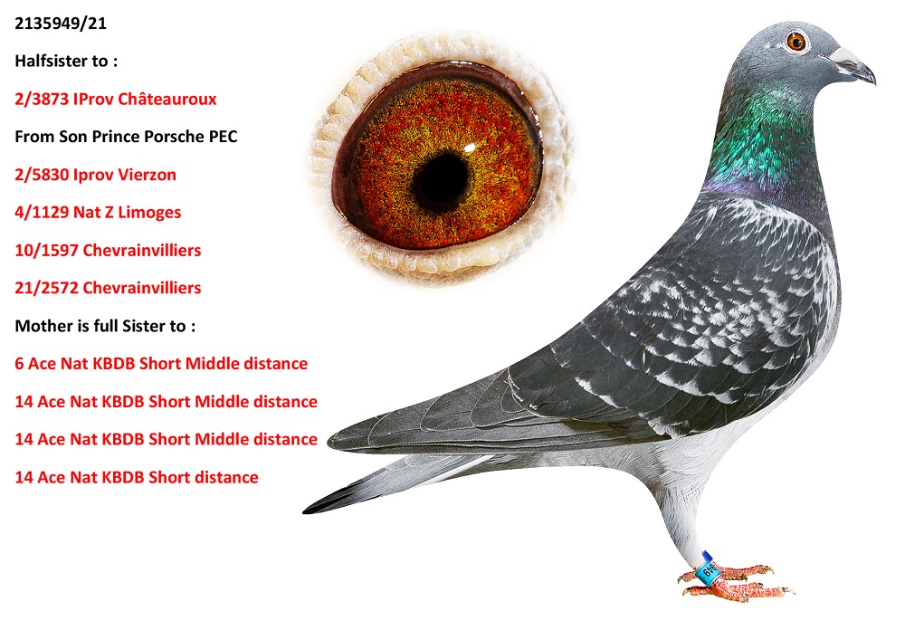 Porsche 911 X Prince Porsche