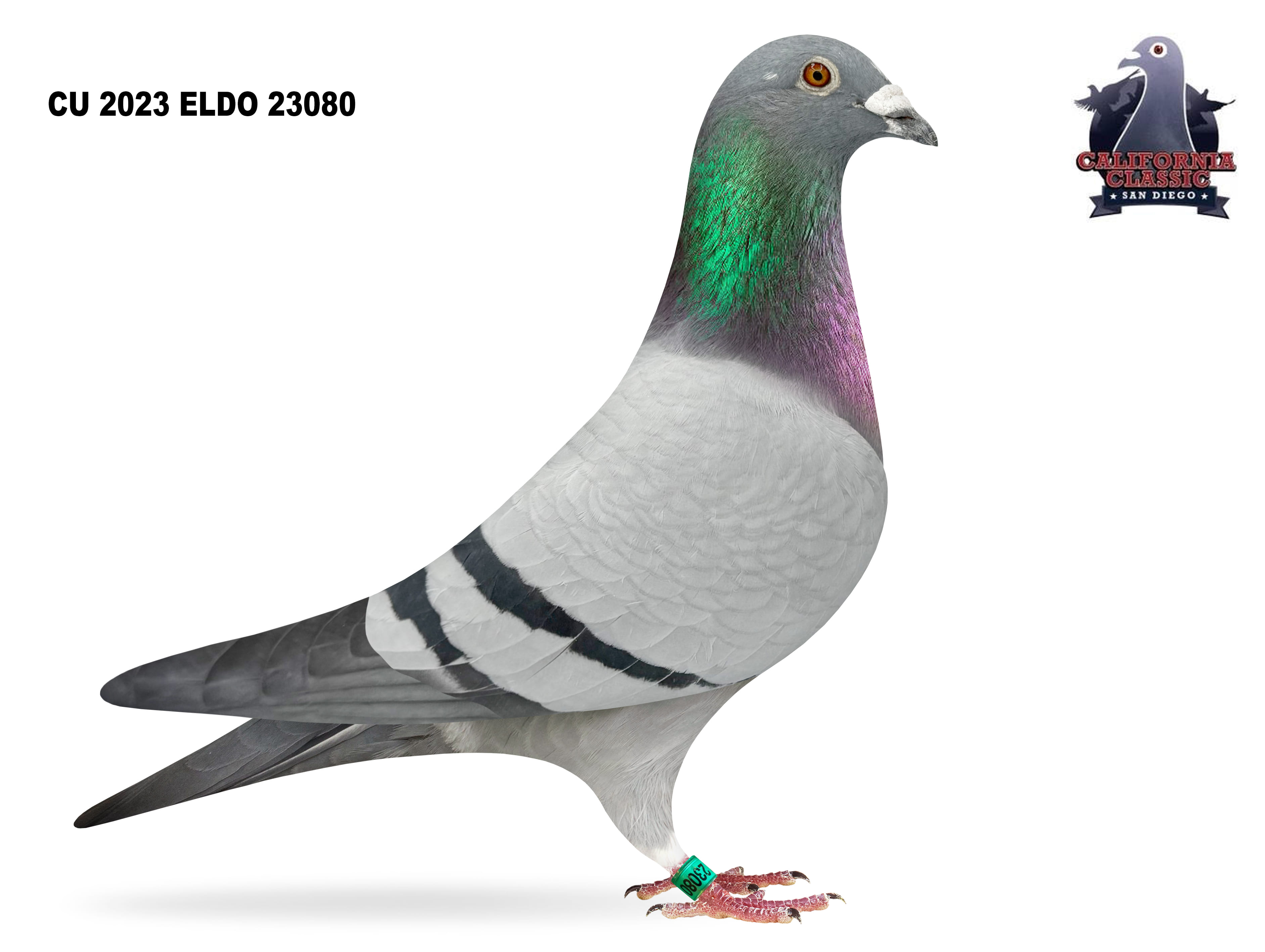 Lot 51. 2023 ELDO 23080 Cock