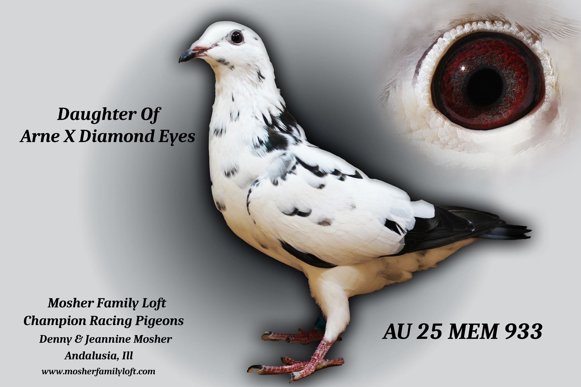 AU 25 MEM 933 Hen