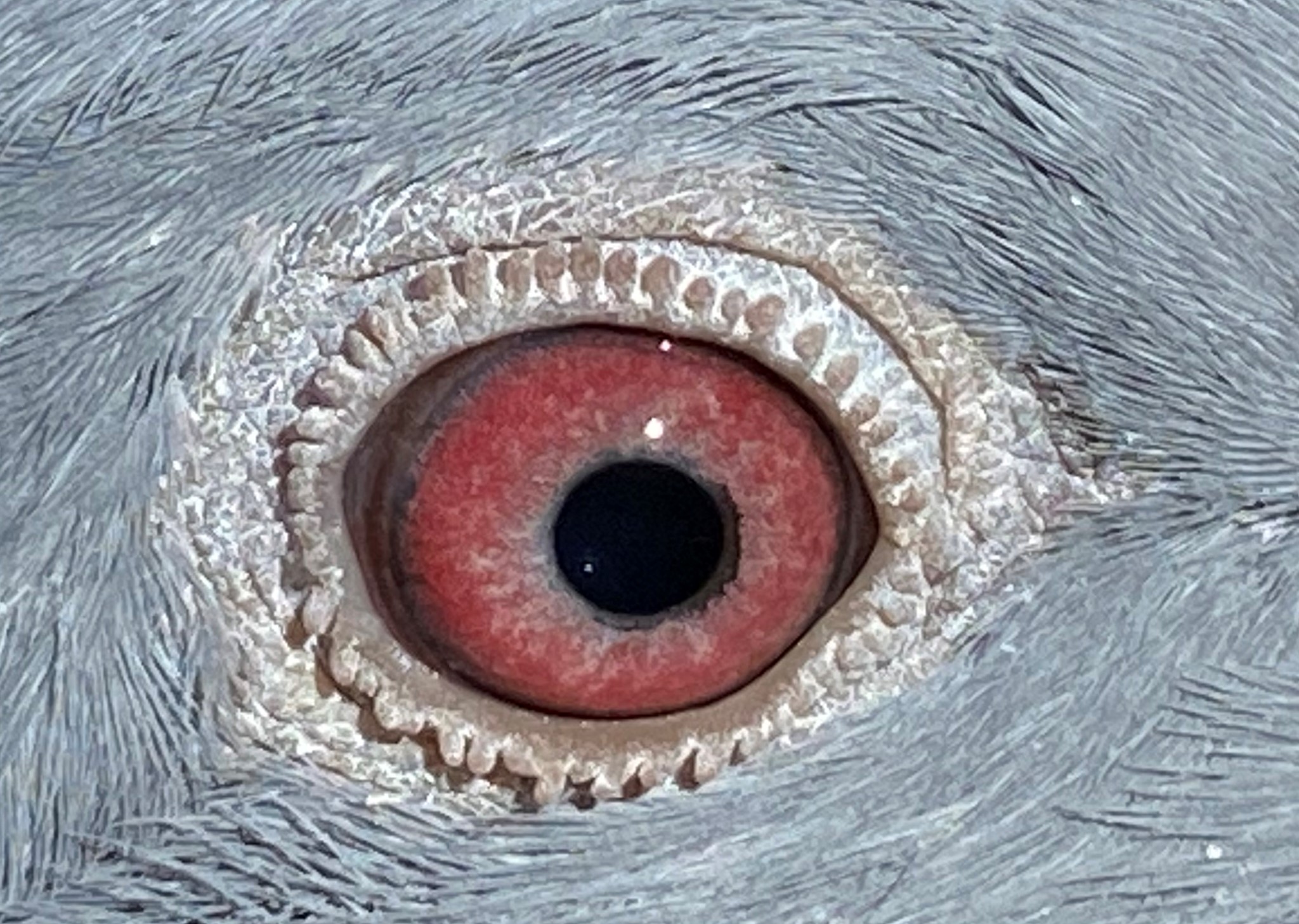 Preview Image 3