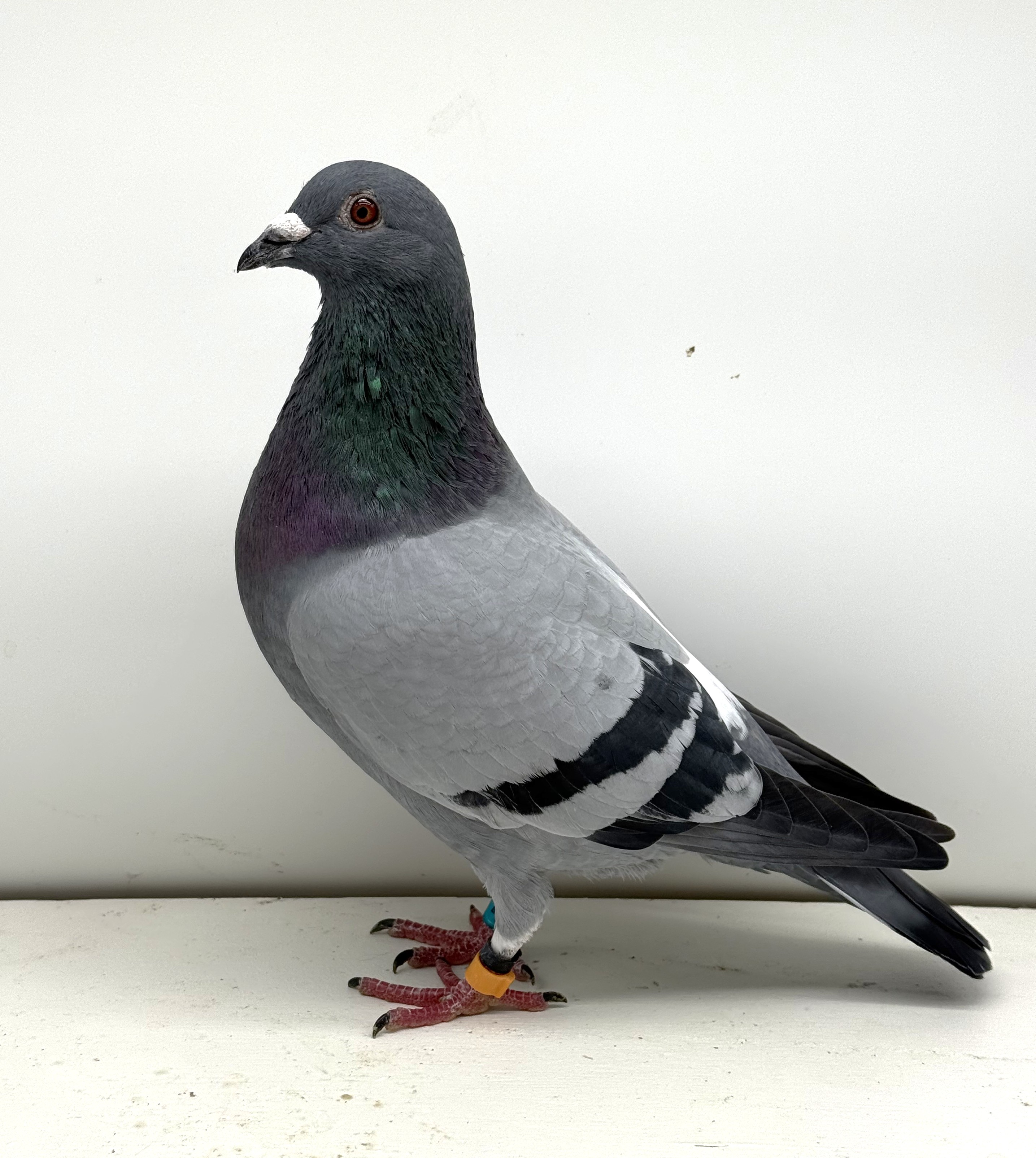 Porsche Said in Spun Silver Halover