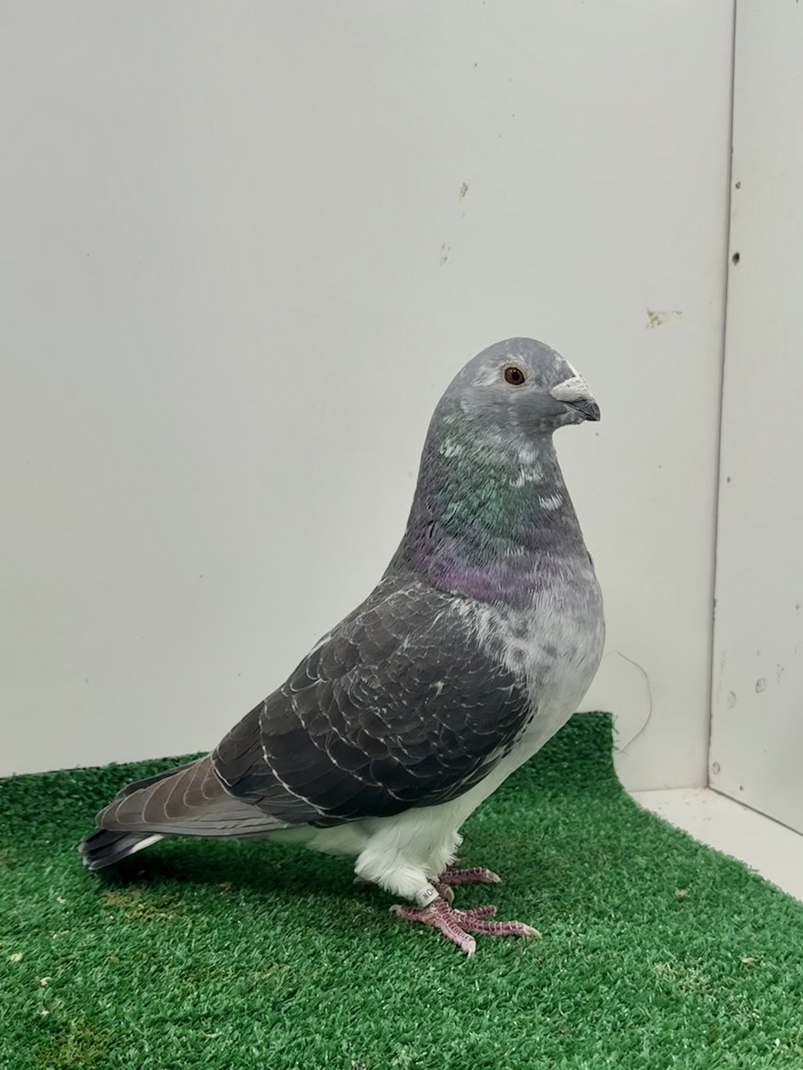 Very very nice dark Grizzle 