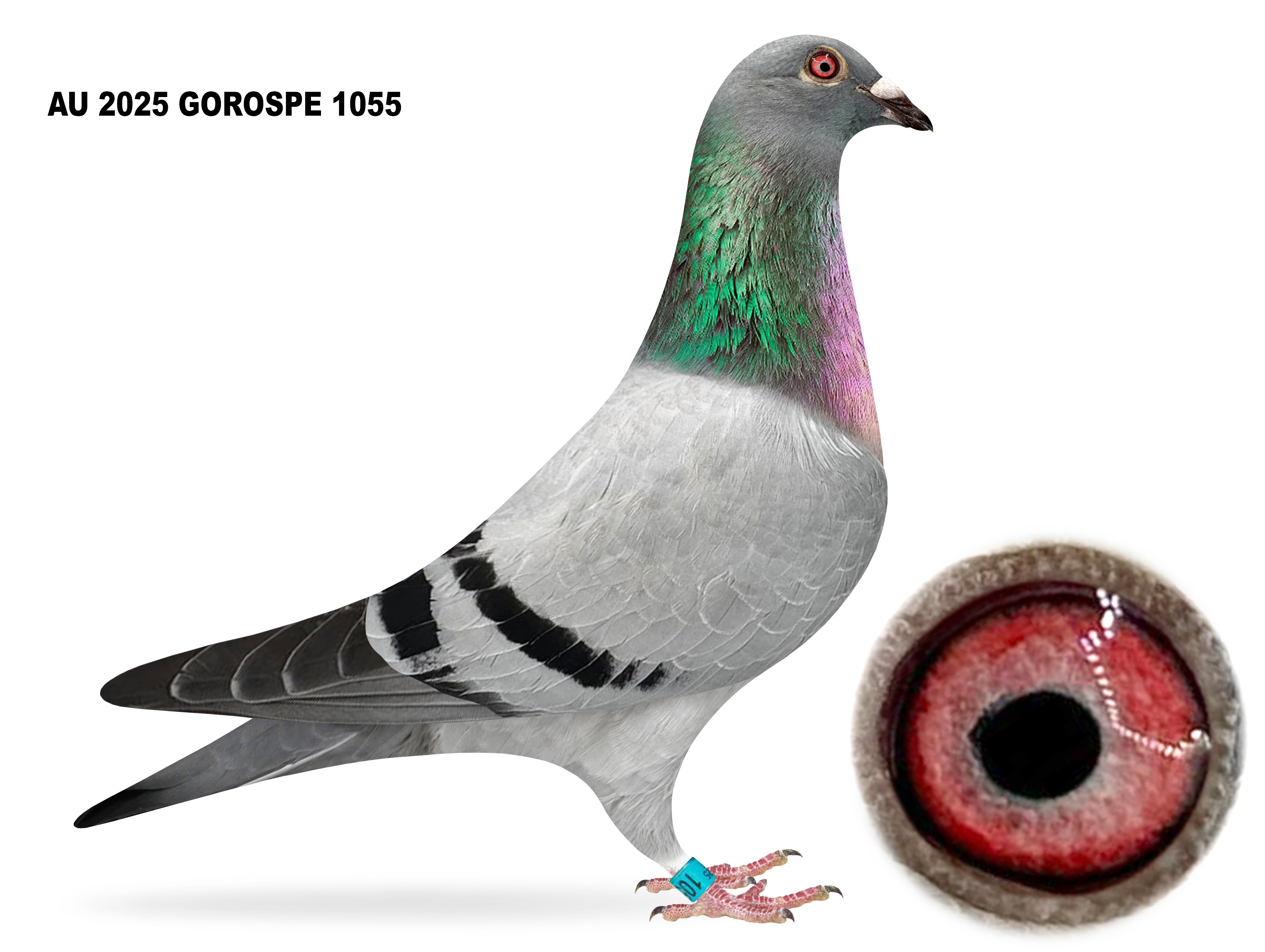 GOROSPE 1054 25 GOROSPE 1055 25