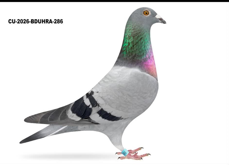 CU 26 BDUHRA 286 BB H