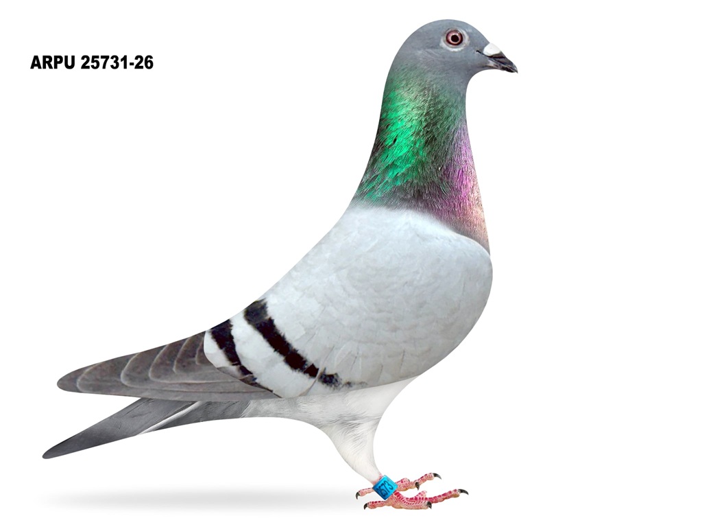 ARPU 25731-26 BB COCK (LAST OFFERED)