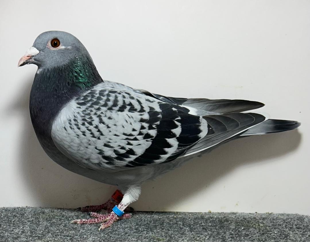 2666 WICK AU 2026 LCWF Hen
