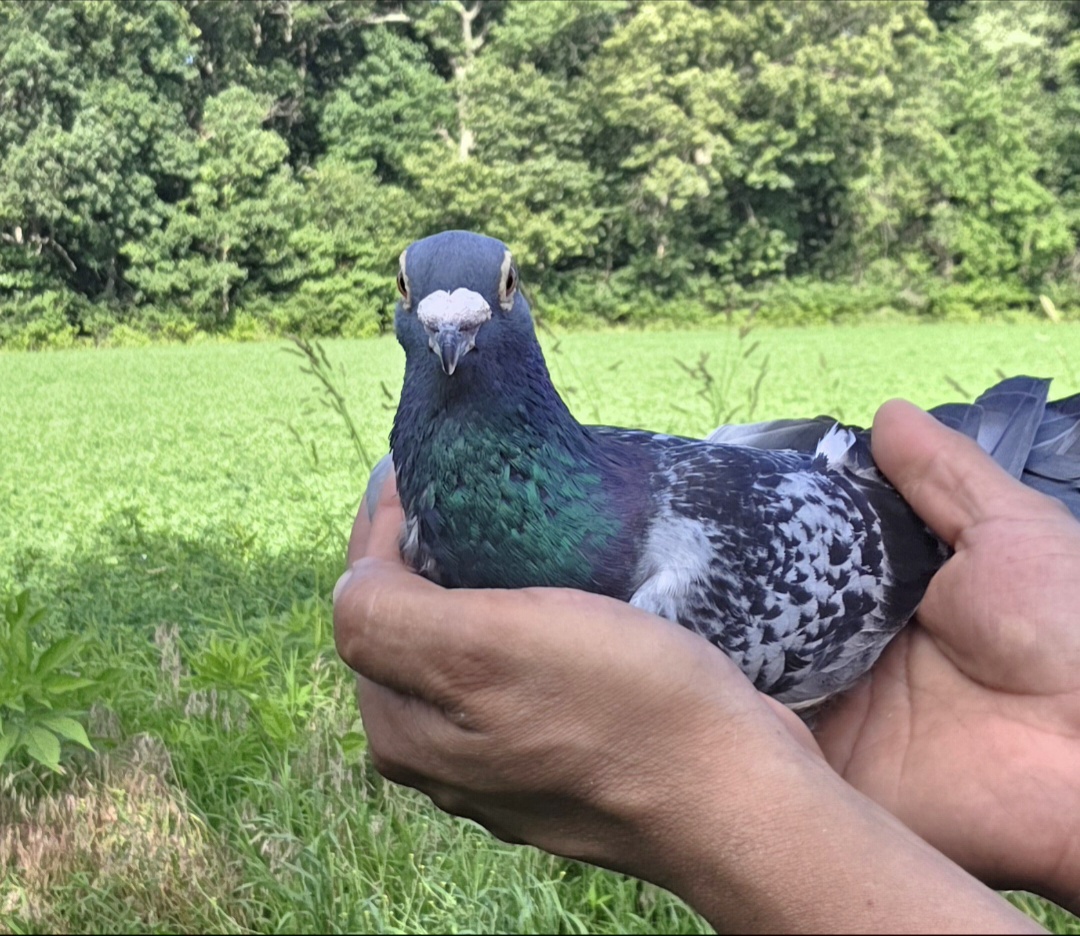 AU 16 CBS 609
LIGHT CHECK HEN 