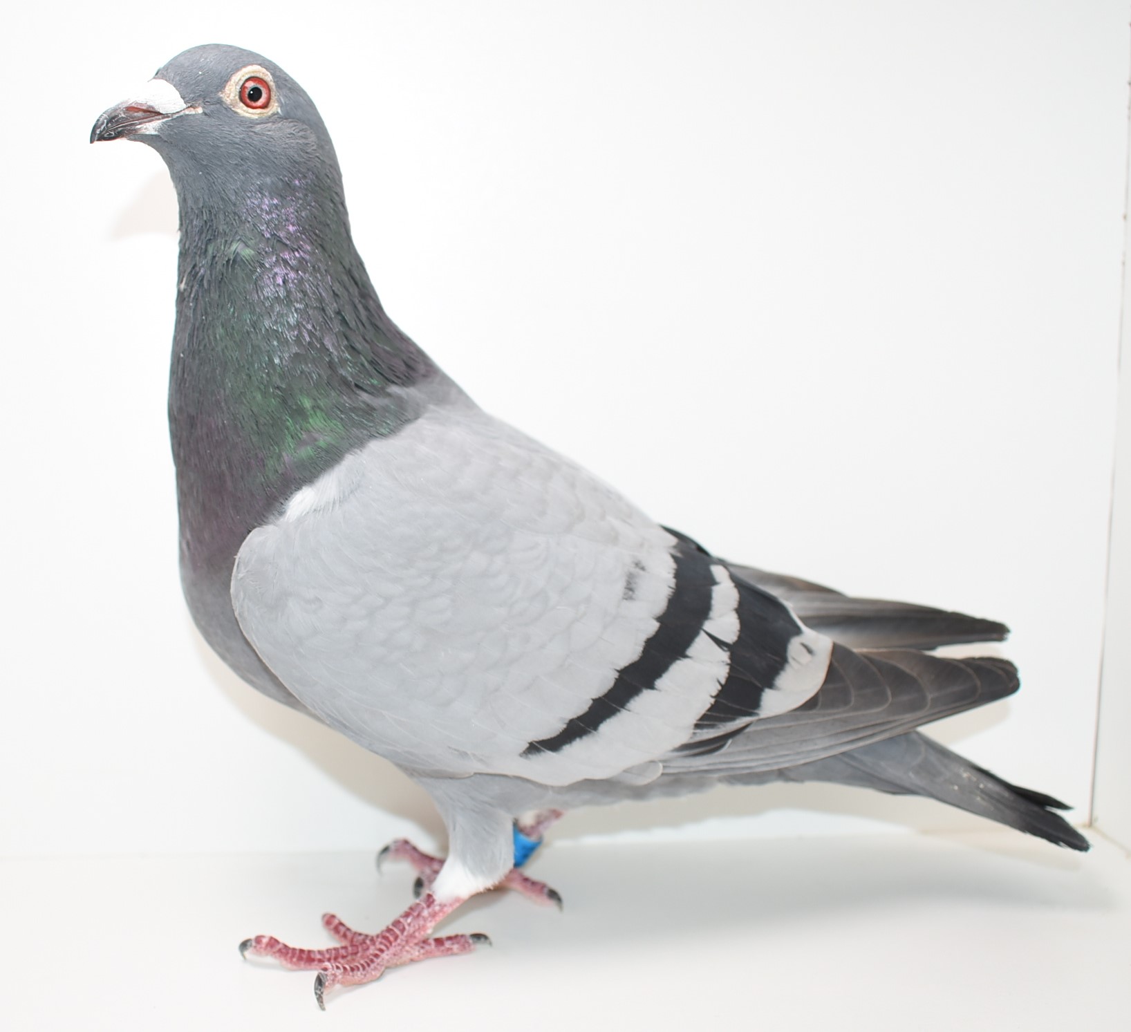 iPigeon.com - Racing Pigeon Auction