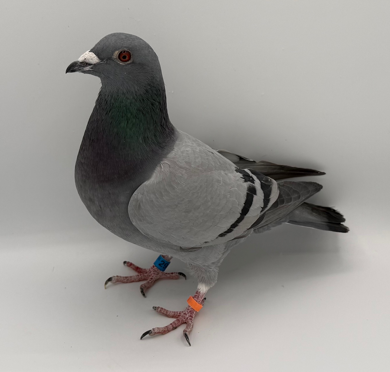 INBRED RAVEN X DAUGHTER OF SAAD