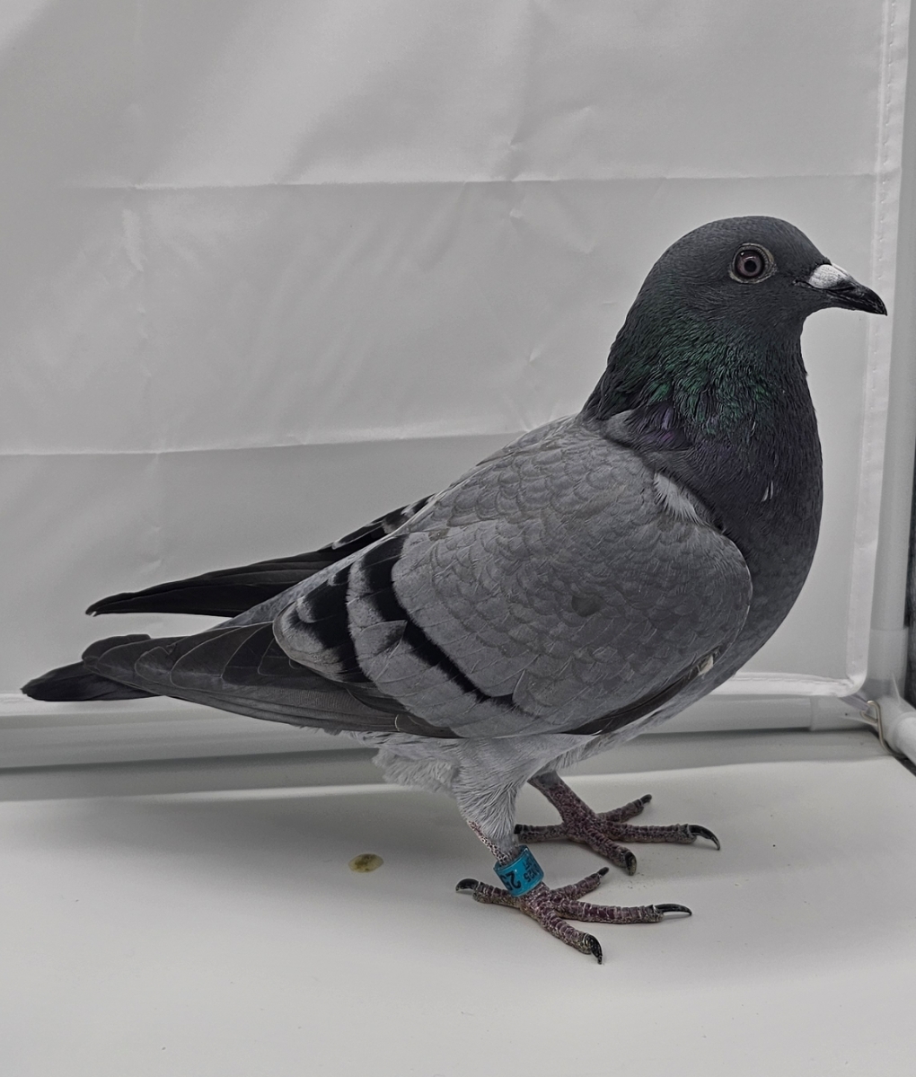 2025 AU M&CLOFT 2554