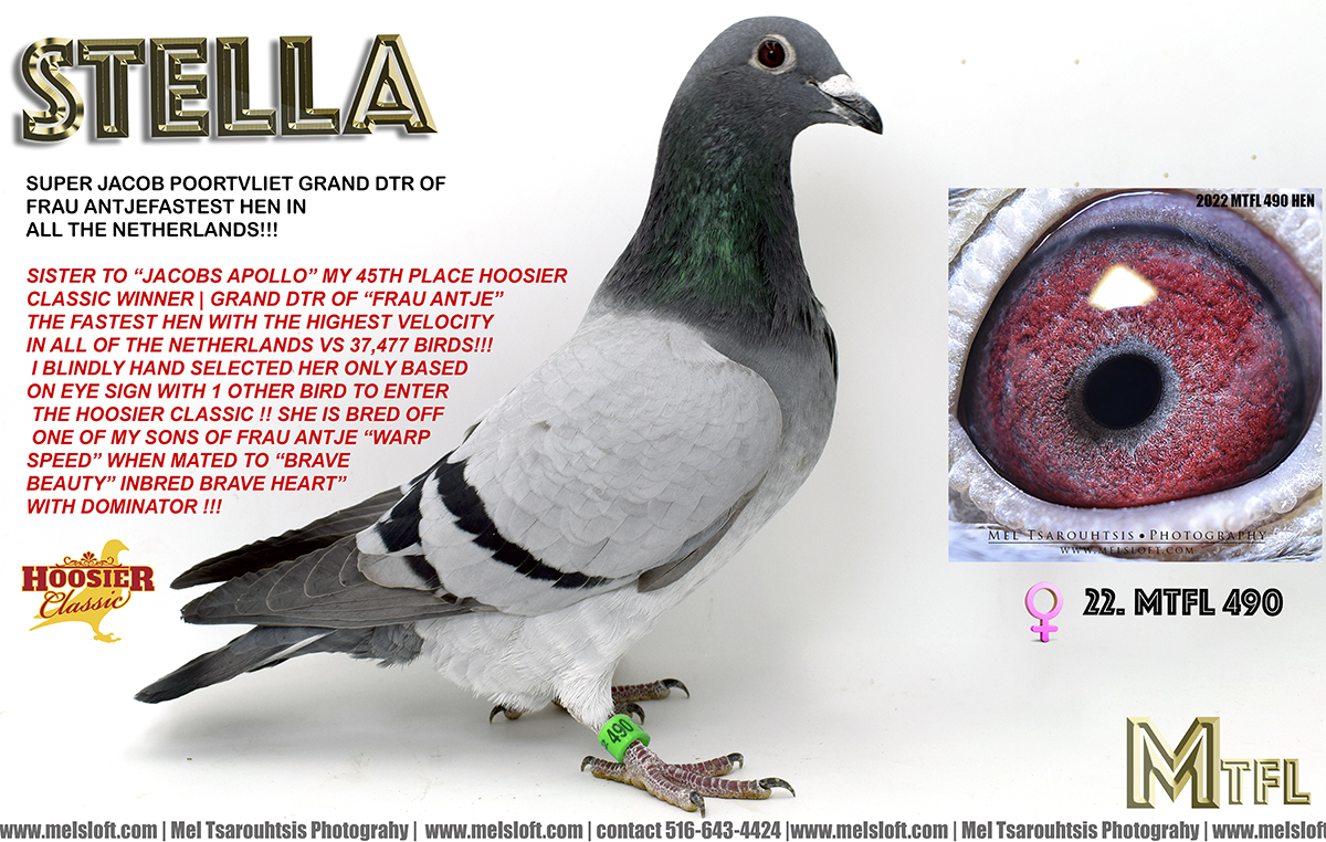 iPigeon.com - Racing Pigeon Auction