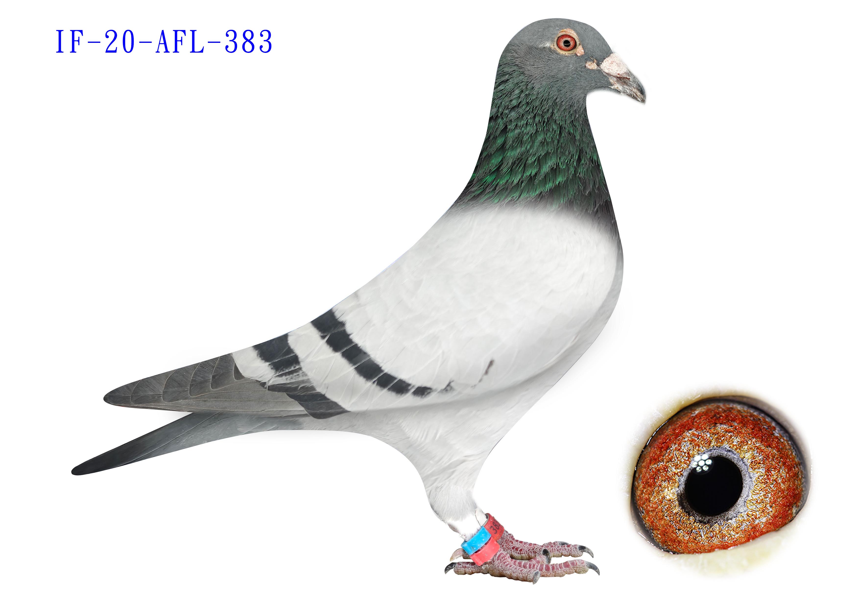 IF-20-AFL-383