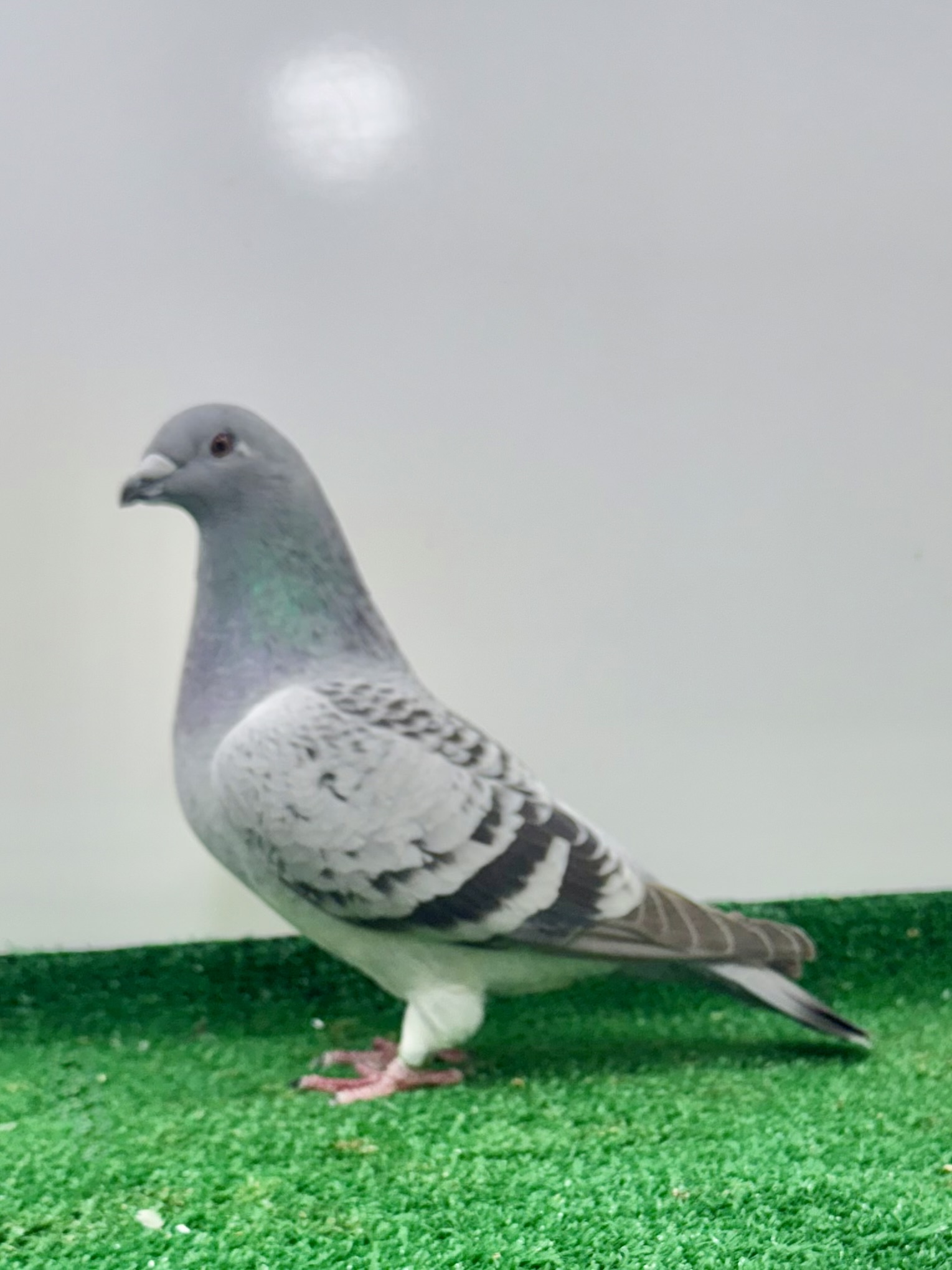 Sweet blue check hen was shown 