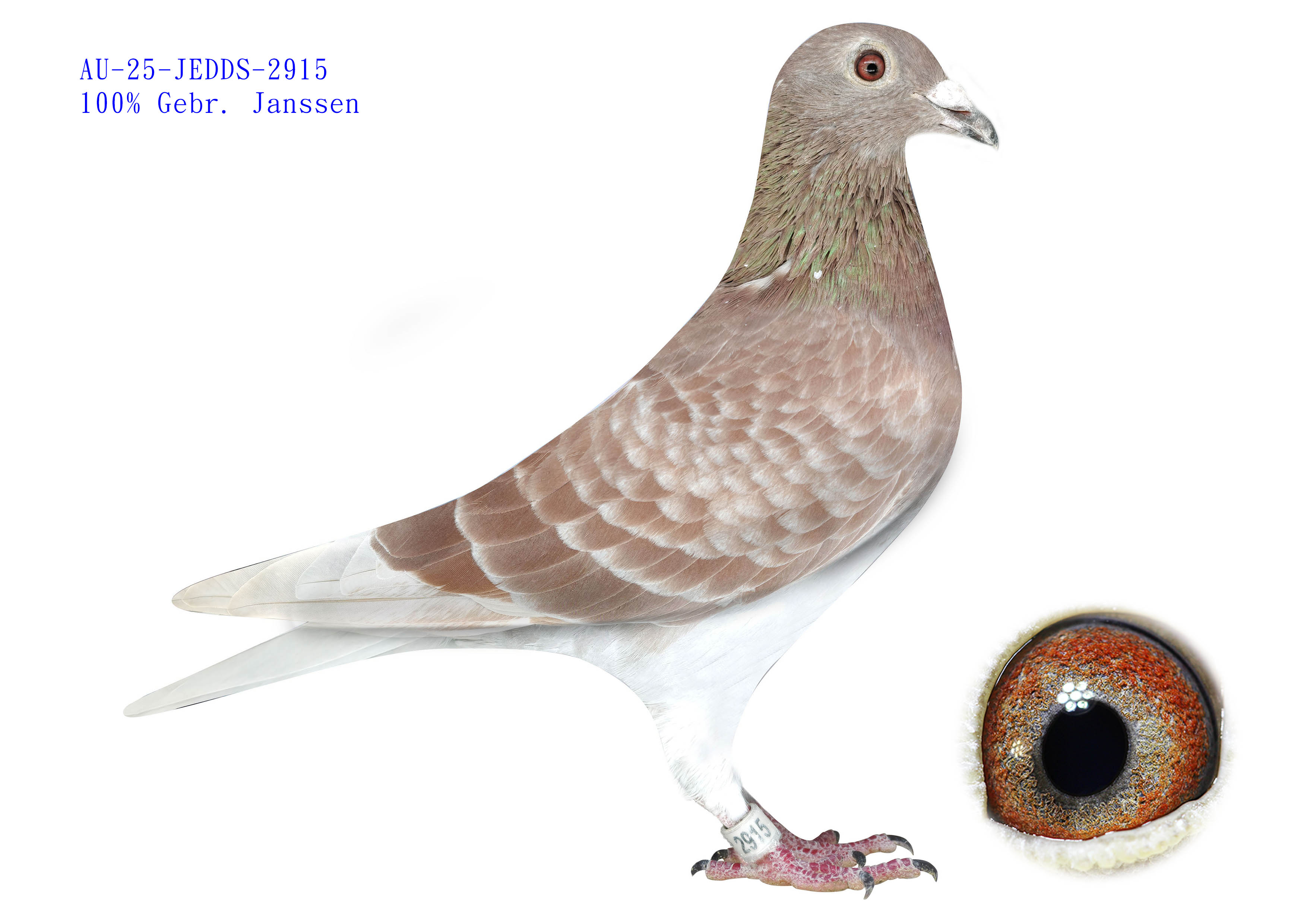 AU-25-JEDDS-2915 - RC