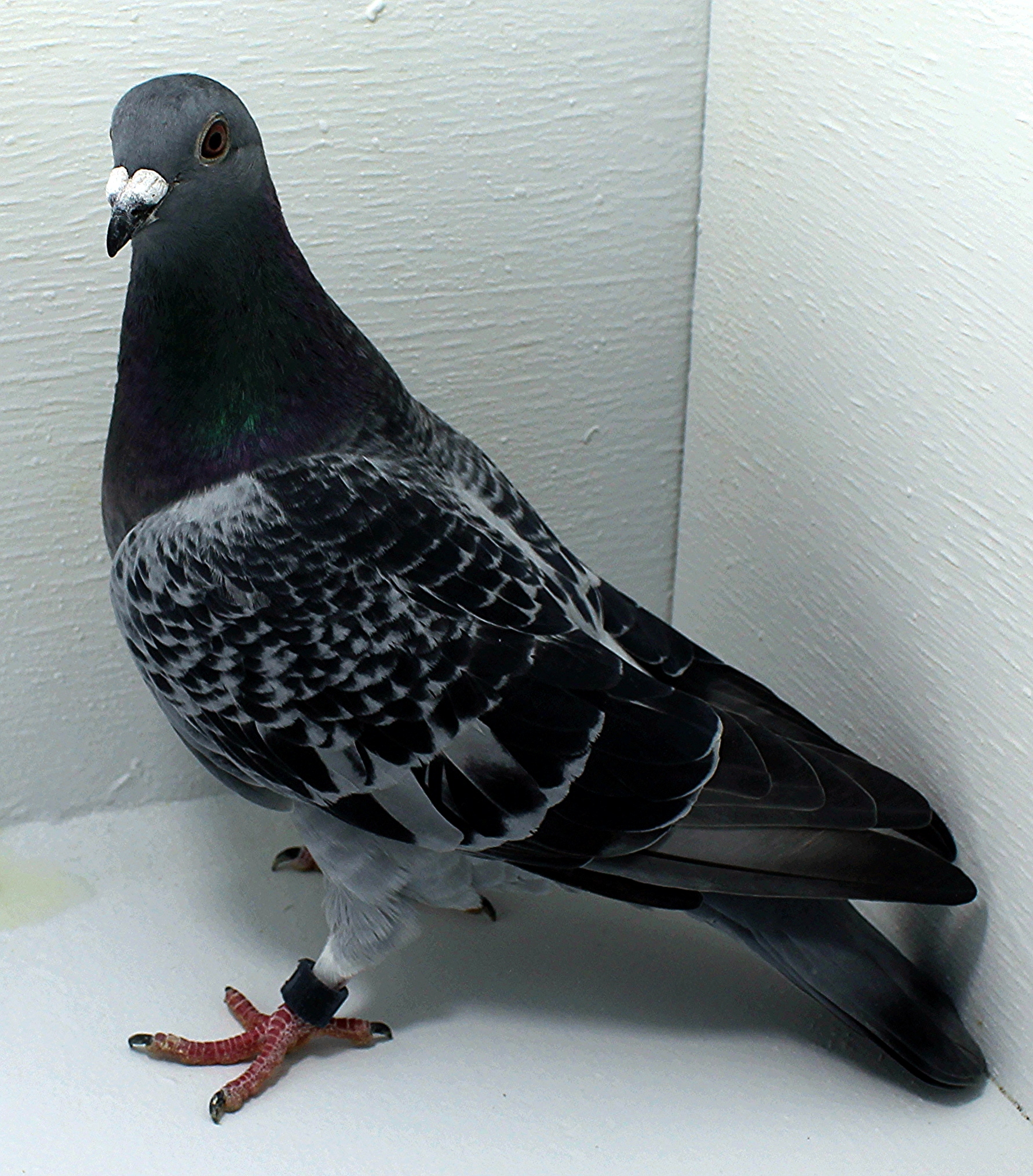 AU 20067 AA 2025 Pure Hansenne