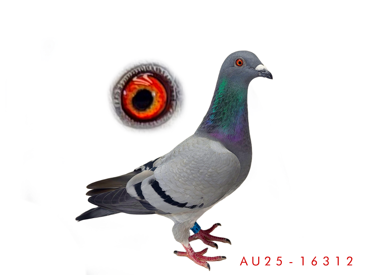 457 Mile Performer Bloodline