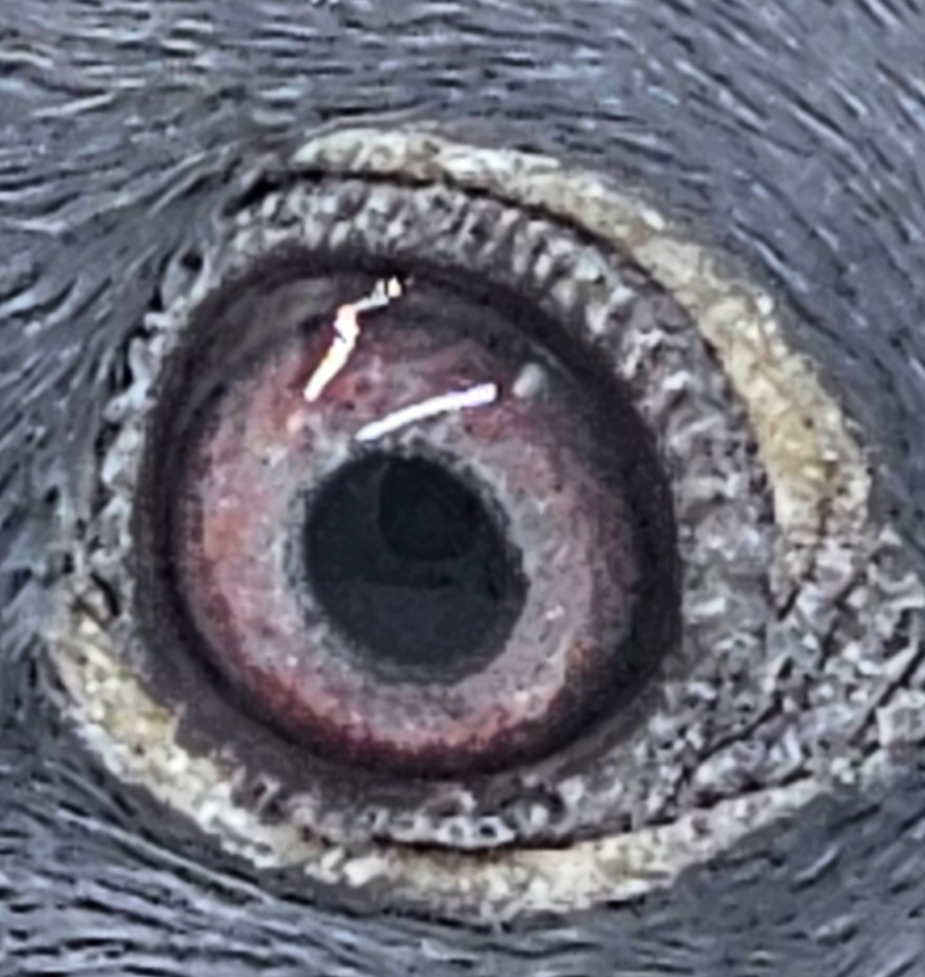 2025 AU M&CLOFT 2554