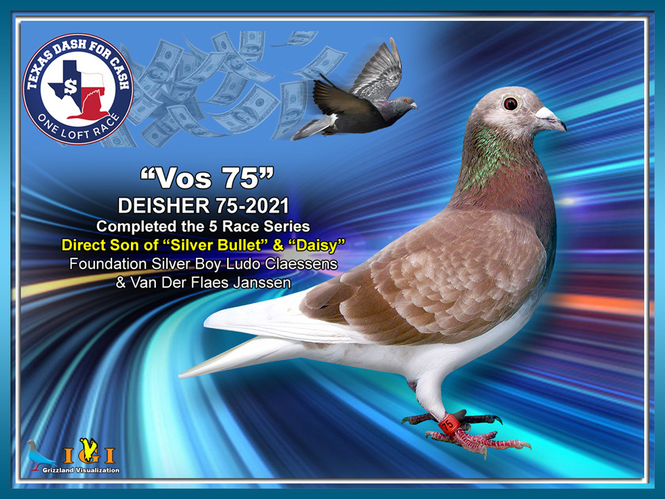 Racing Pigeon Auction