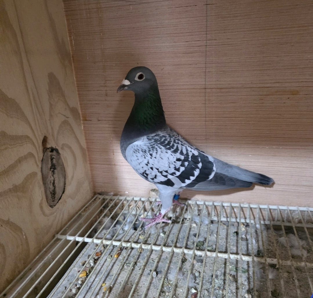 AU20-Z&RMAN-6 BC HEN 