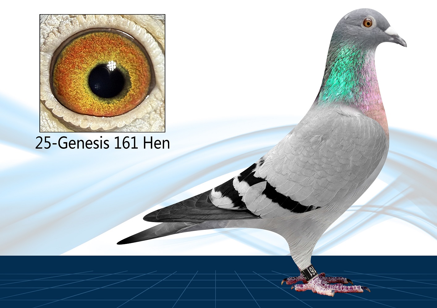 25-161(Hen) 100% Gaby Vandenabeele