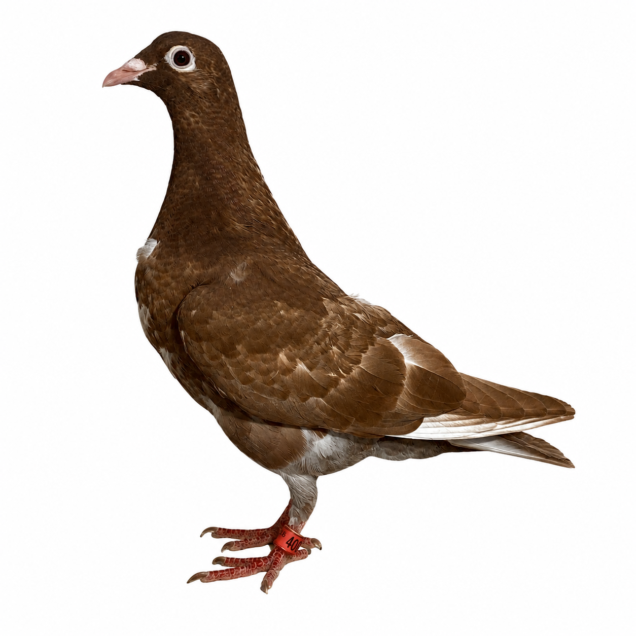 Meulemans Recessive red 407