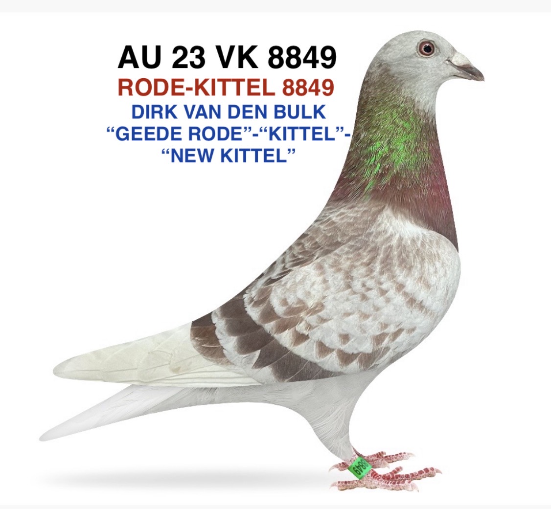 DIRK VAN DEN BULK - GEEDE RODE-KITTEL-NEW KITTEL