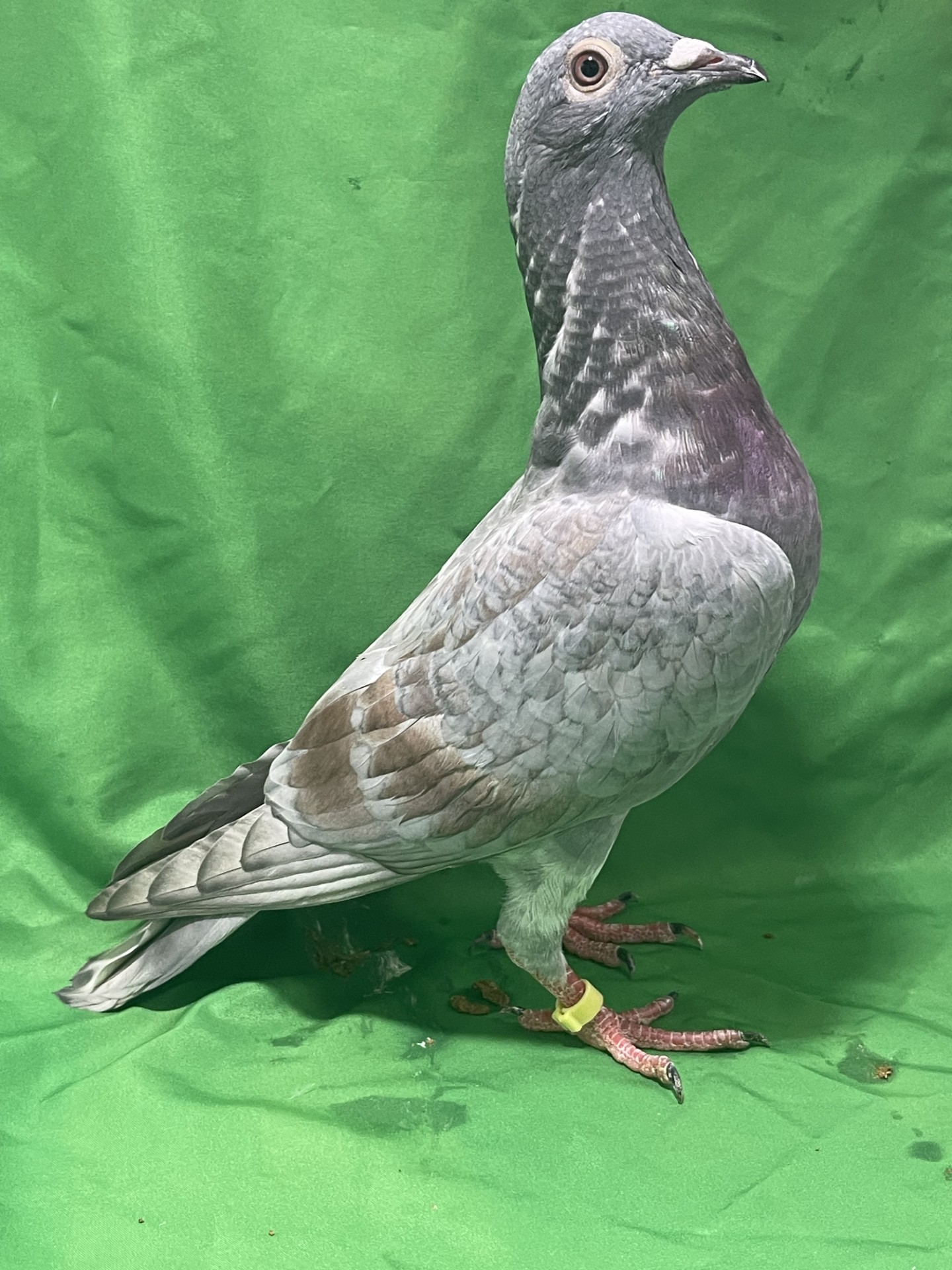 iPigeon.com - Racing Pigeon Auction
