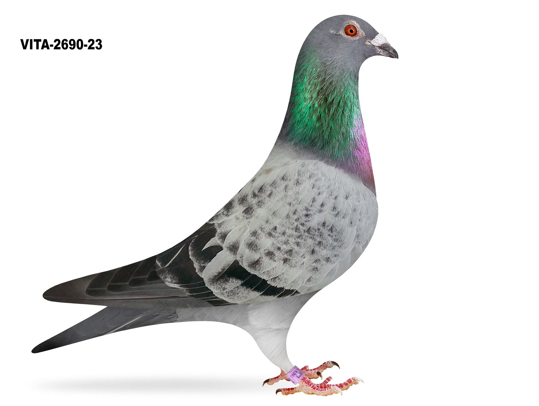 VITA-2690-23 BC COCK