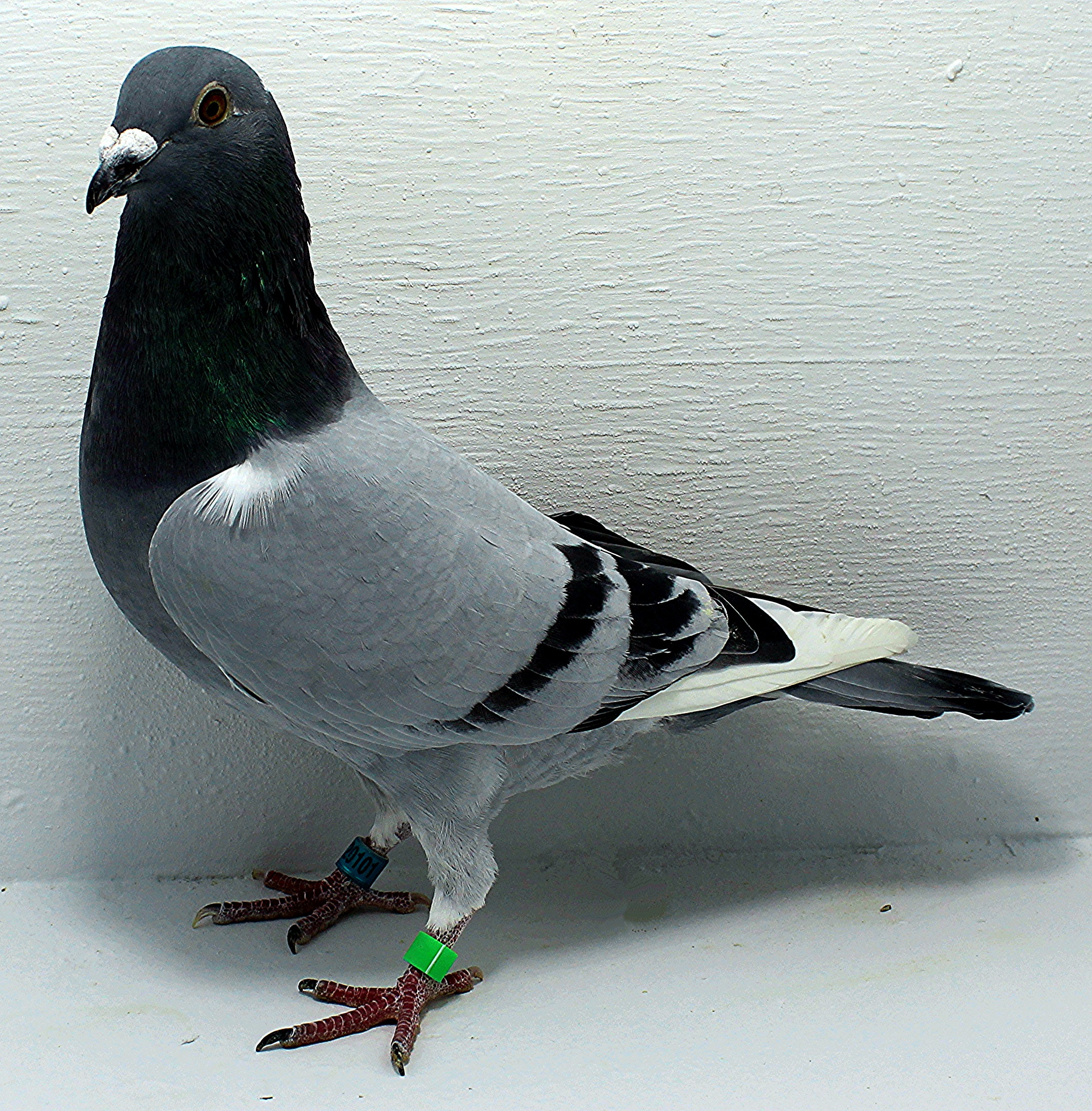 AU 20101 AA 2025 Gurnay