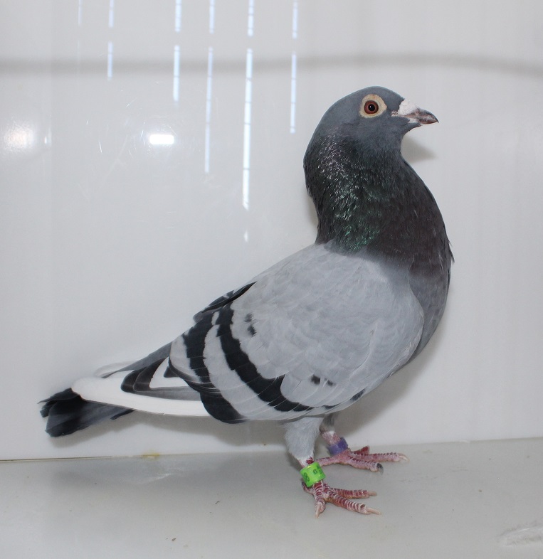 AU 23 SHA 4838 BBWF COCK
