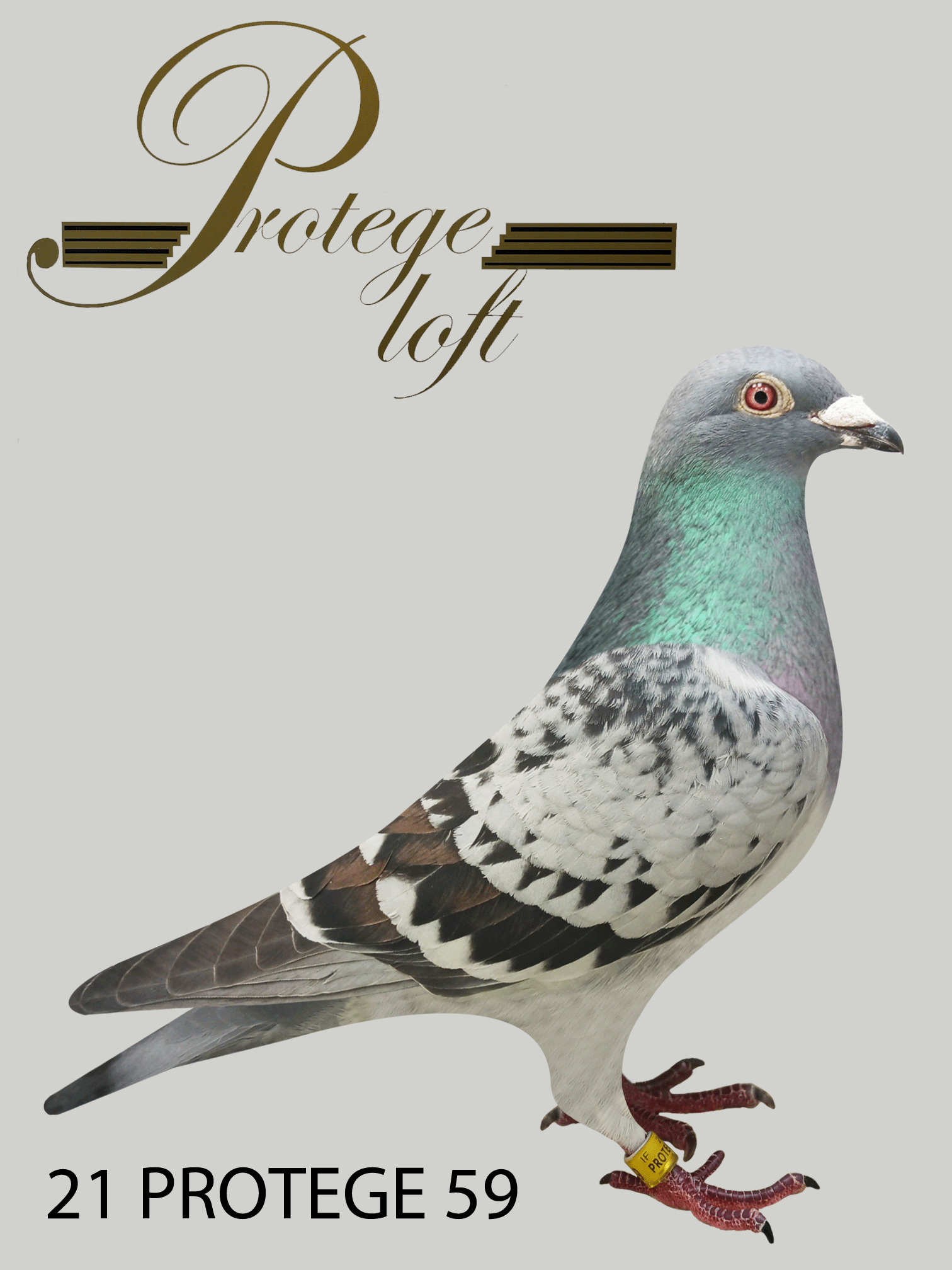 iPigeon.com - Racing Pigeon Auction