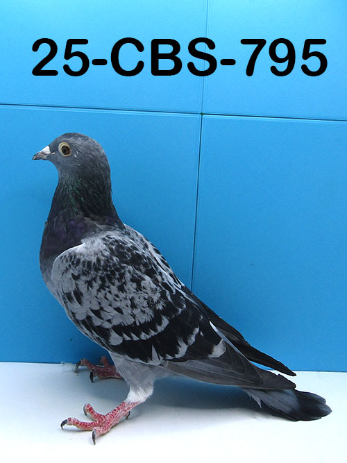 25-CBS-795 Blue check hen. 