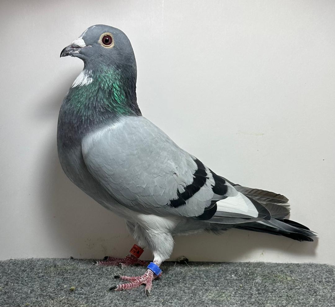 26872 RMR AU 2026 BBSP Hen
