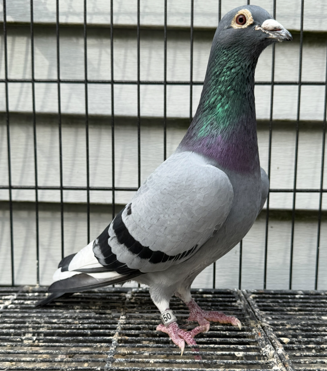 iPigeon.com - Racing Pigeon Auction