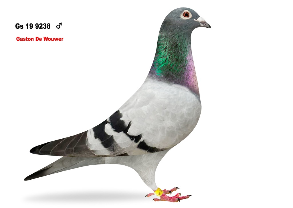 GS 19-9238 COCK