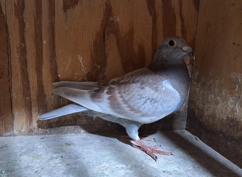 Preview Image 3