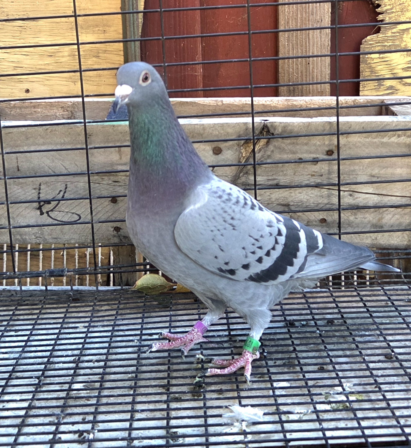 Preview Image 4