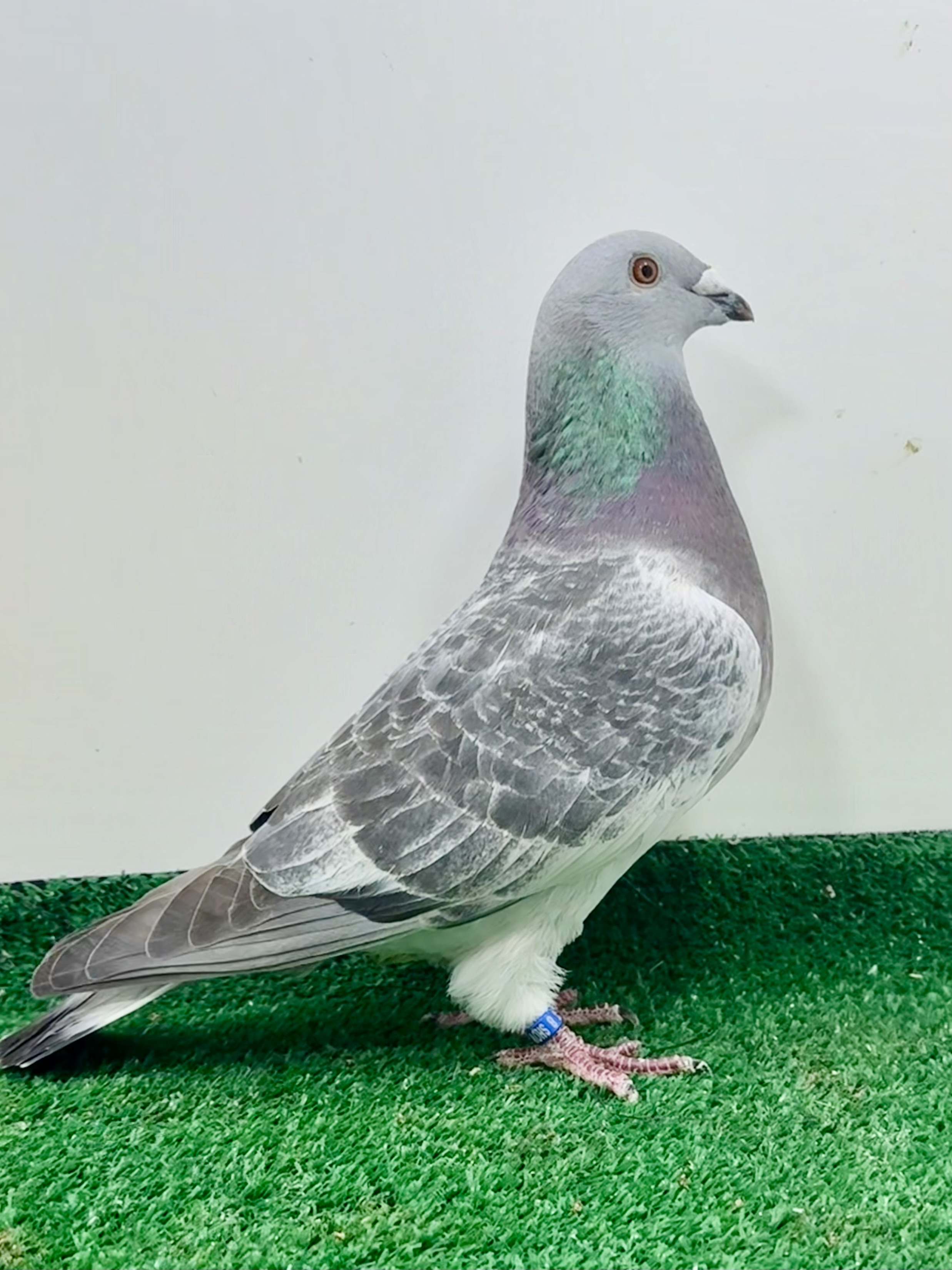 iPigeon.com - Racing Pigeon Auction