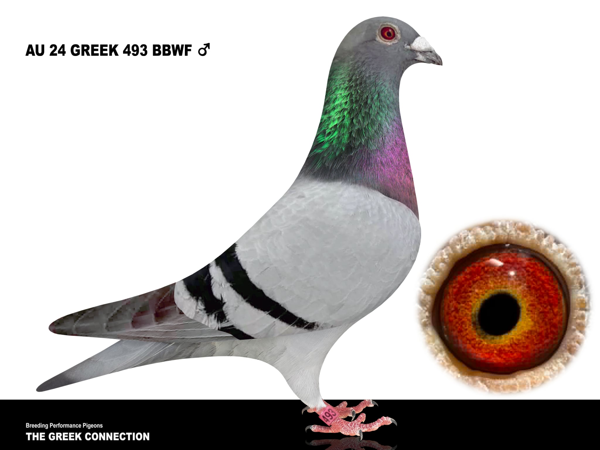 AU 24 GREEK 493 BBWF COCK 
